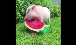 黄猪吃瓜,揭秘网络热词背后的趣味与思考